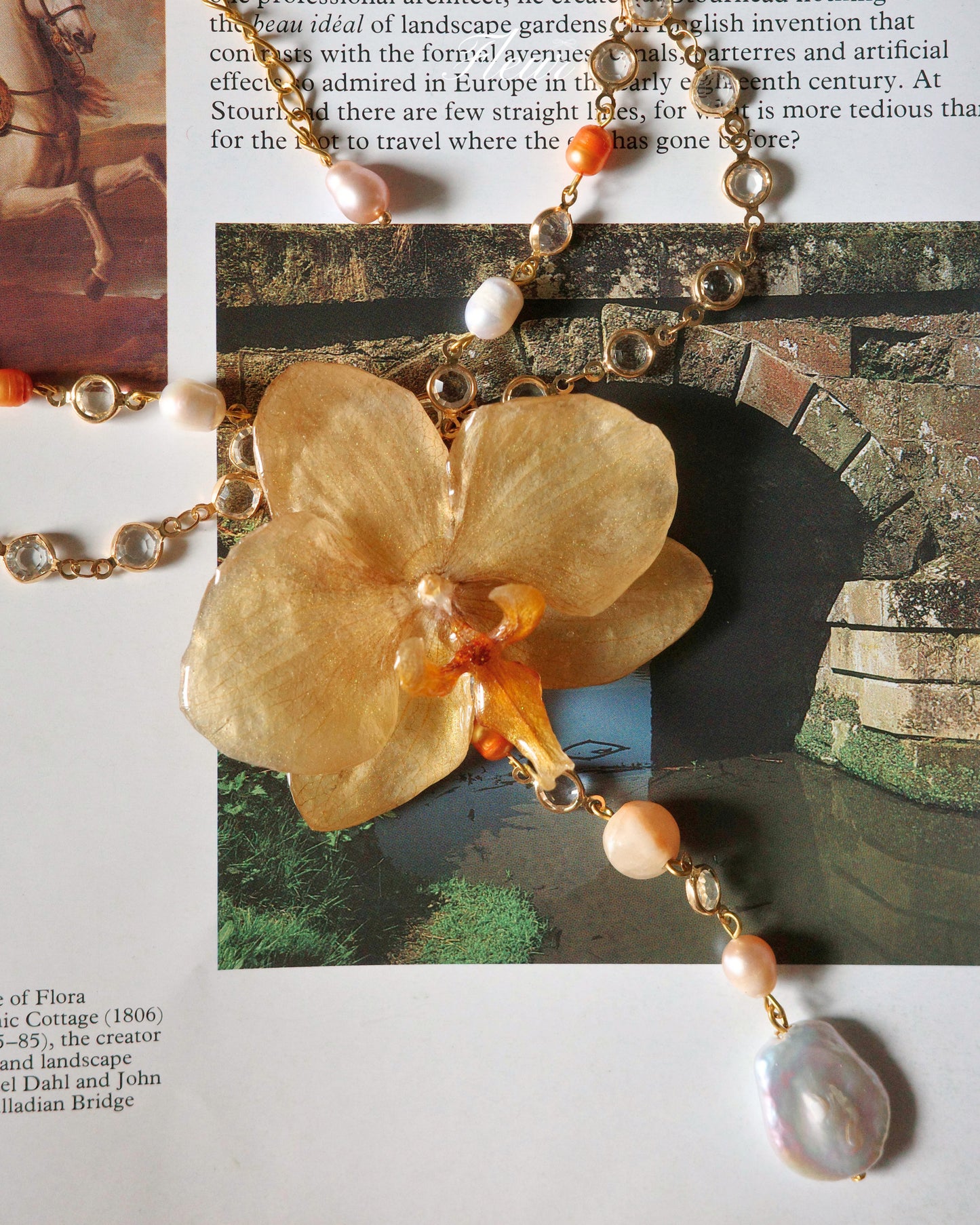 Champagne Orchid Dream